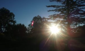Sun shines through trees